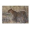 Trademark Fine Art Robert Harding Picture Library 'Cheetah' Canvas Art, 12x19 ALI19053-C1219GG